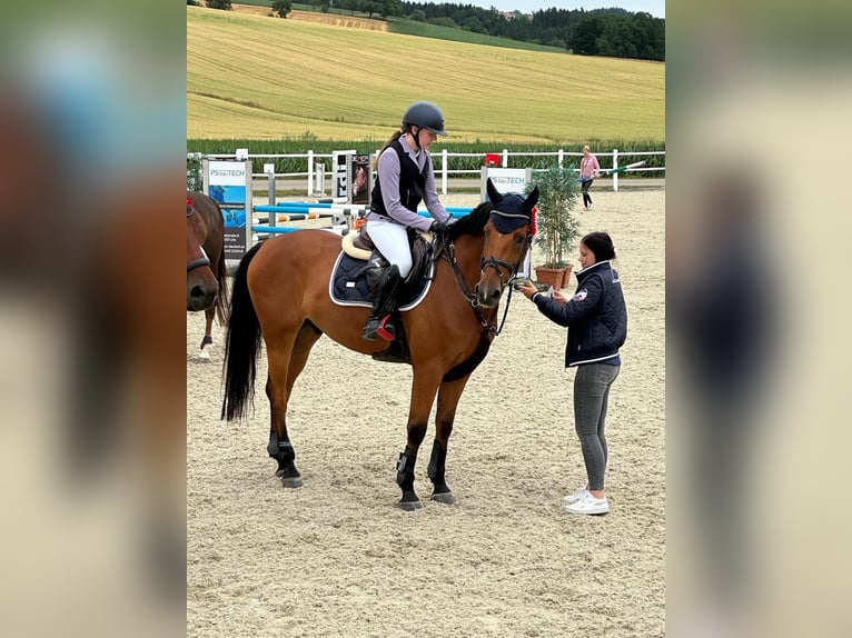 Austrian Warmblood Gelding 8 years 16,1 hh Brown in Schiedlberg