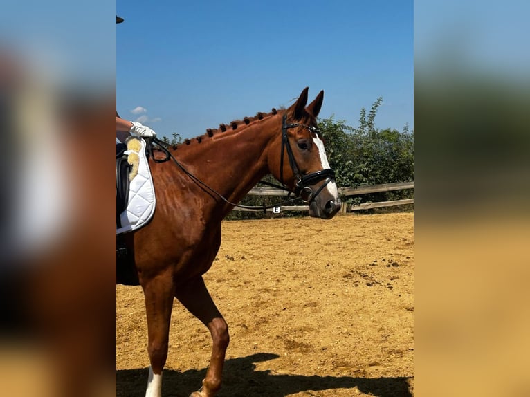 Austrian Warmblood Gelding 8 years 16,2 hh Chestnut-Red in St. Jakob im Walde