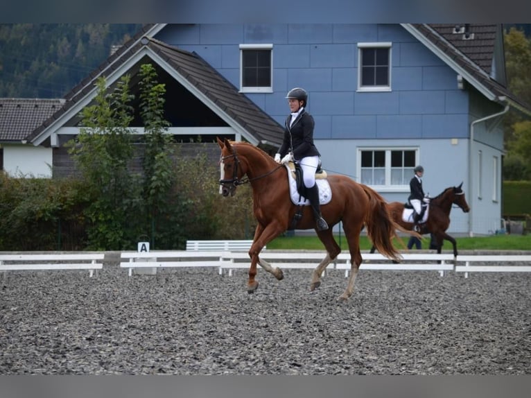 Austrian Warmblood Gelding 8 years 16,2 hh Chestnut-Red in St. Jakob im Walde