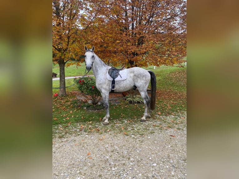 Austrian Warmblood Gelding 8 years 16,3 hh Grey-Dapple in Wolfsbach