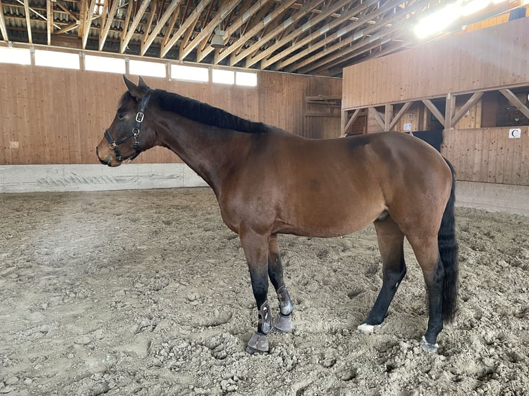 Austrian Warmblood Gelding 8 years 17 hh Brown in Altenmarkt