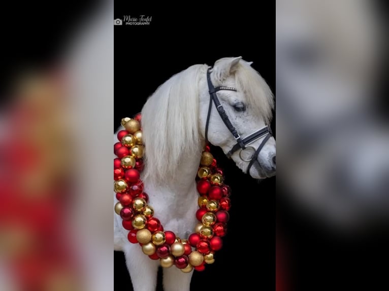 Austrian Warmblood Gelding 9 years 11,1 hh Grey in Bremerv&#xF6;rde