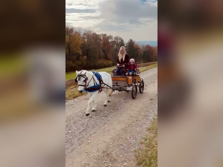Austrian Warmblood Gelding 9 years 11,1 hh Grey in Bremerv&#xF6;rde
