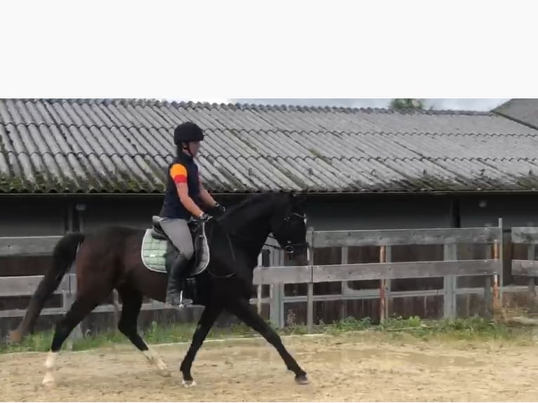 Austrian Warmblood Gelding 9 years 16.2 hh Brown in Schleedorf