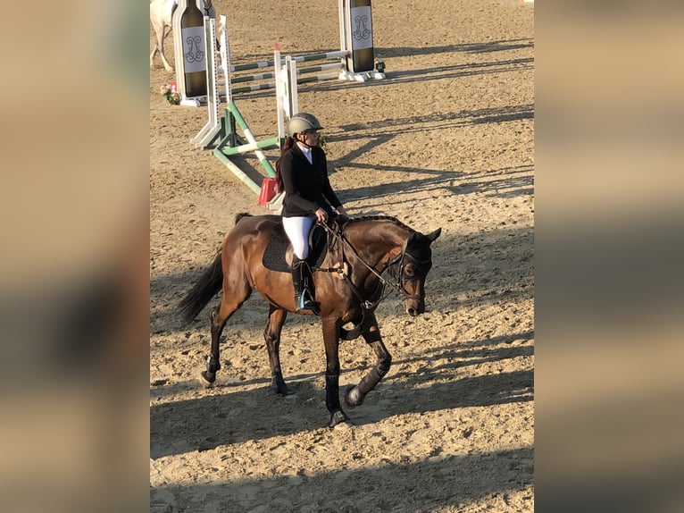 Austrian Warmblood Gelding 9 years 16,2 hh Brown in Süßenbrunn