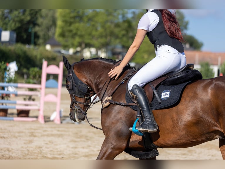 Austrian Warmblood Gelding 9 years 16,2 hh Brown in Süßenbrunn