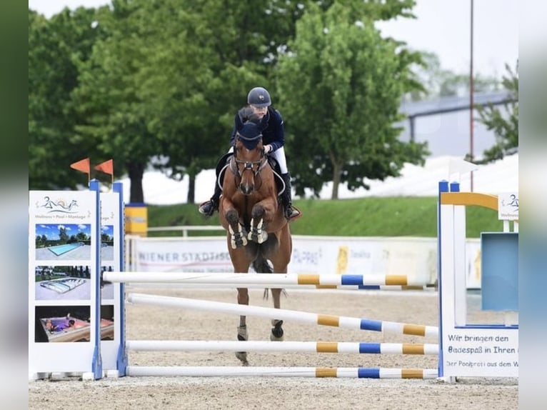 Austrian Warmblood Gelding 9 years 16,1 hh Brown in Schiedlberg