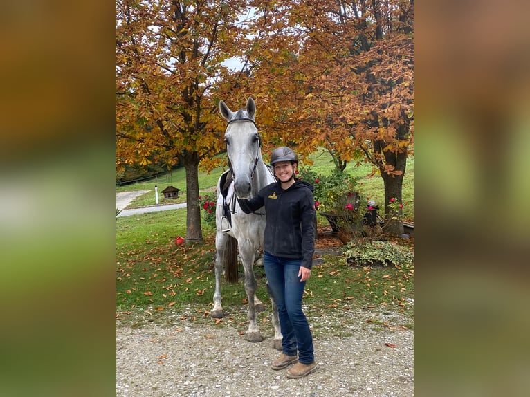 Austrian Warmblood Gelding 9 years 16,3 hh Grey-Dapple in Wolfsbach