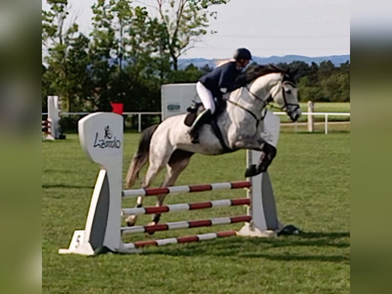 Austrian Warmblood Gelding 9 years 17 hh Gray in Haag