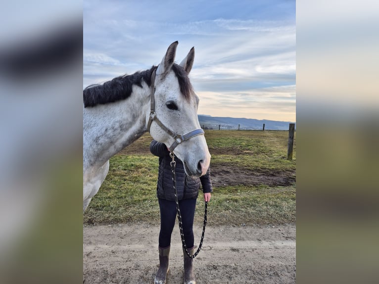 Austrian Warmblood Gelding 9 years 17 hh Gray in Haag