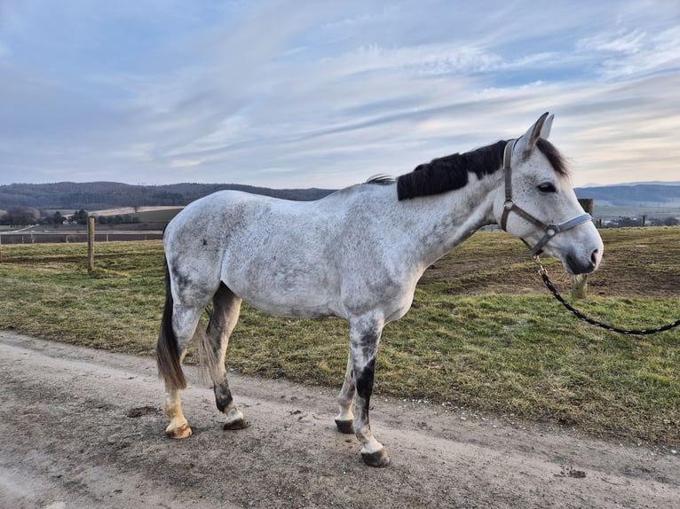 Austrian Warmblood Gelding 9 years 17 hh Gray in Haag