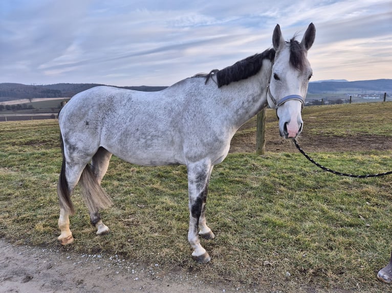 Austrian Warmblood Gelding 9 years 17 hh Gray in Haag