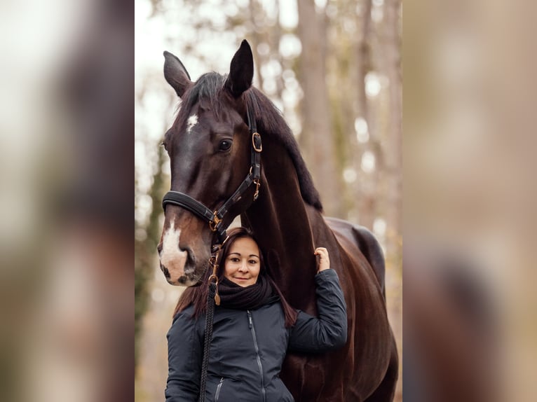 Austrian Warmblood Gelding 9 years 18 hh Bay-Dark in Ebreichsdorf