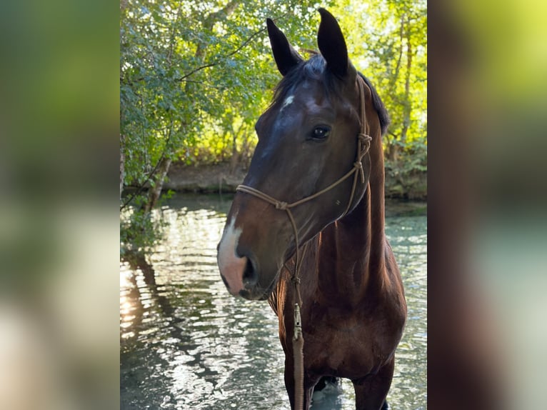 Austrian Warmblood Gelding 9 years 18 hh Bay-Dark in Ebreichsdorf