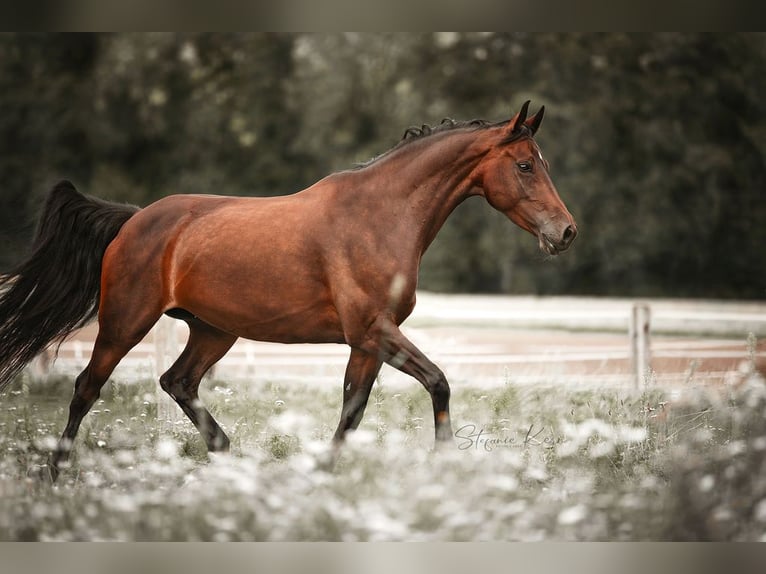 Austrian Warmblood Mare 10 years 15,3 hh in Gallneukirchen