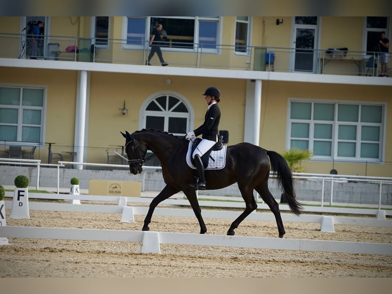 Austrian Warmblood Mare 10 years 16.1 hh Black in Neumarkt