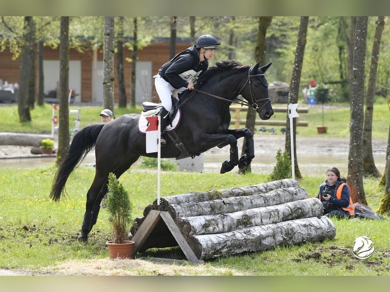 Austrian Warmblood Mare 10 years 16.1 hh Black in Neumarkt