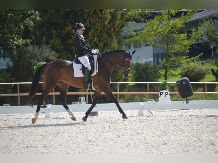 Austrian Warmblood Mare 10 years 16 hh Bay-Dark in Mühlen/ Steiermark