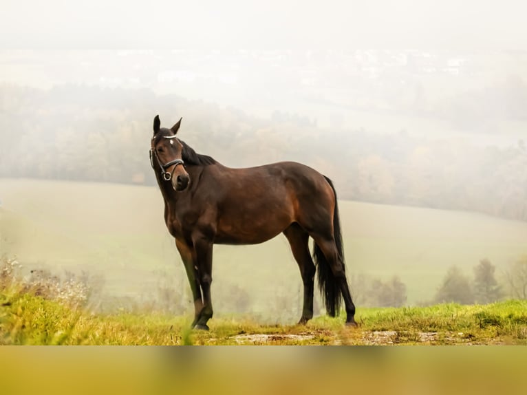 Austrian Warmblood Mare 10 years 16 hh in Gallneukirchen