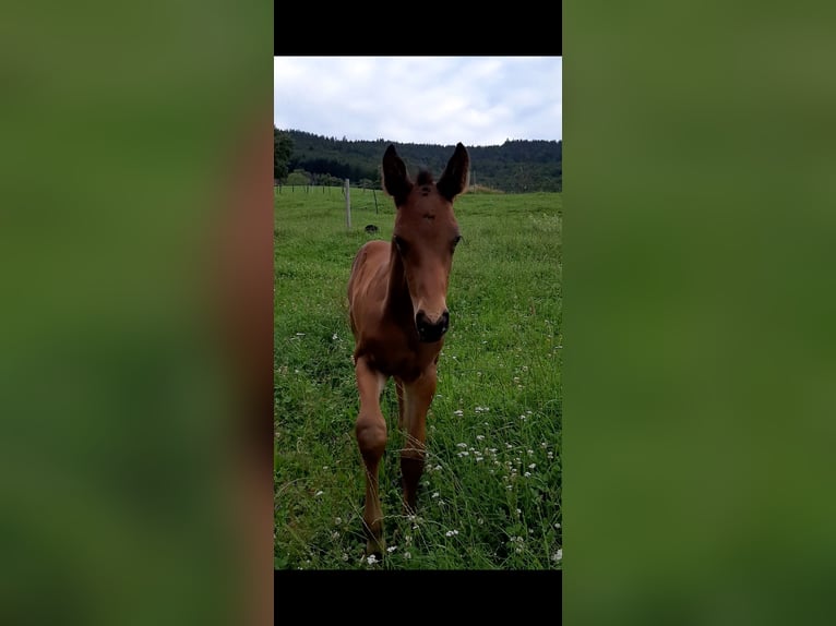 Austrian Warmblood Mare 10 years 16 hh Gray in St. Peter in der Au