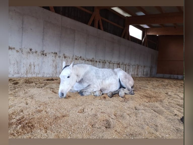 Austrian Warmblood Mare 10 years 16 hh Gray in St. Peter in der Au