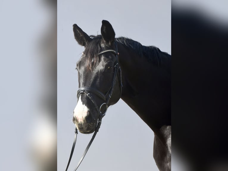 Austrian Warmblood Mare 10 years 16,1 hh Black in Ebenfurth