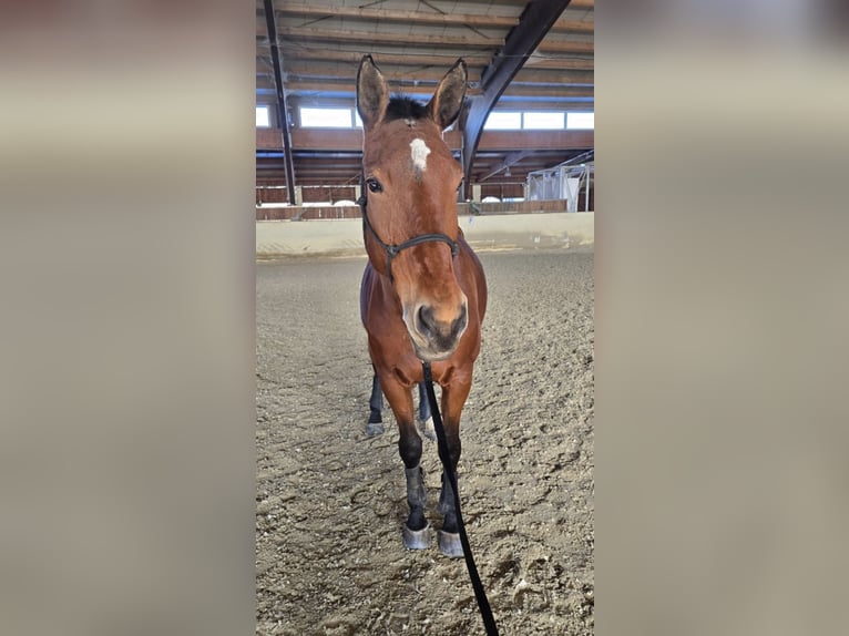 Austrian Warmblood Mare 10 years 16,2 hh Brown in Graz