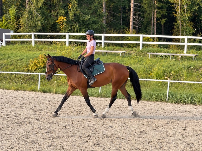 Austrian Warmblood Mare 10 years 17 hh Brown in Pelmberg