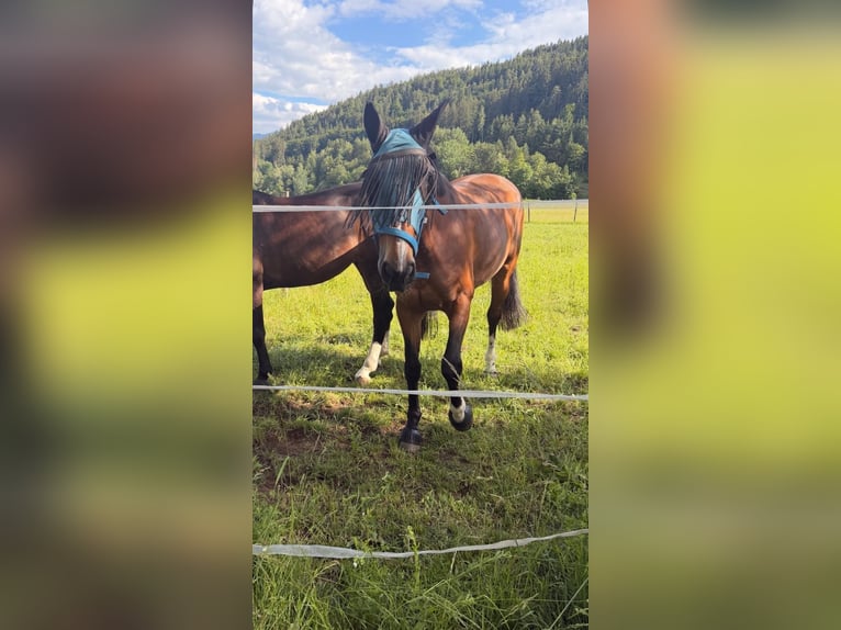 Austrian Warmblood Mare 10 years 17 hh Brown in Villach