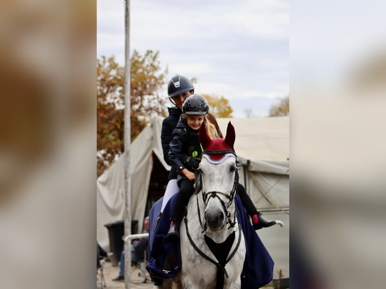 Austrian Warmblood Mare 10 years 17 hh Grey in Linz