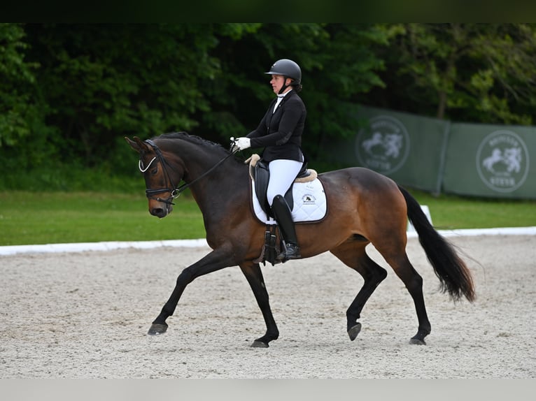 Austrian Warmblood Mare 10 years Smoky-Black in Steyr