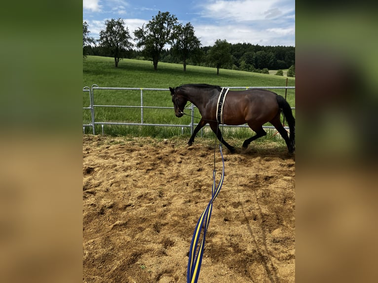 Austrian Warmblood Mare 11 years 14,2 hh Brown in Ort im Innkreis