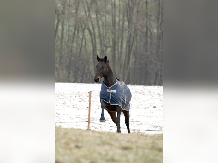 Austrian Warmblood Mare 11 years 14,2 hh Brown in Ort im Innkreis