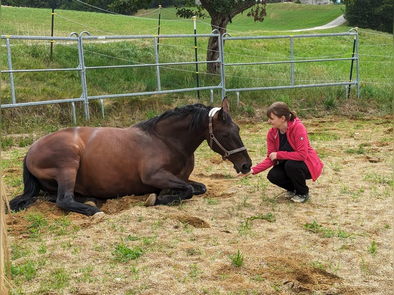 Austrian Warmblood Mare 11 years 14,2 hh Brown in Ort im Innkreis