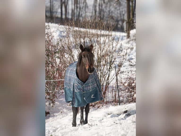 Austrian Warmblood Mare 11 years 14,2 hh Brown in Ort im Innkreis