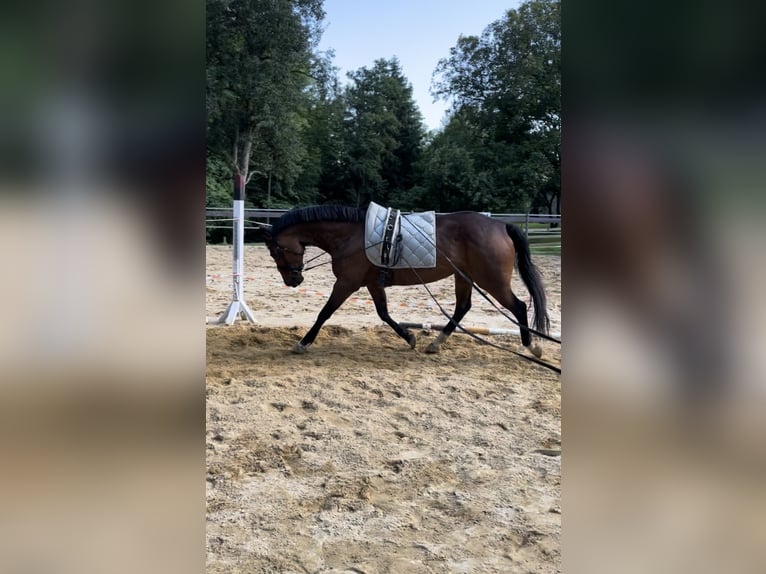 Austrian Warmblood Mare 11 years 15,2 hh Brown in Steinakirchen