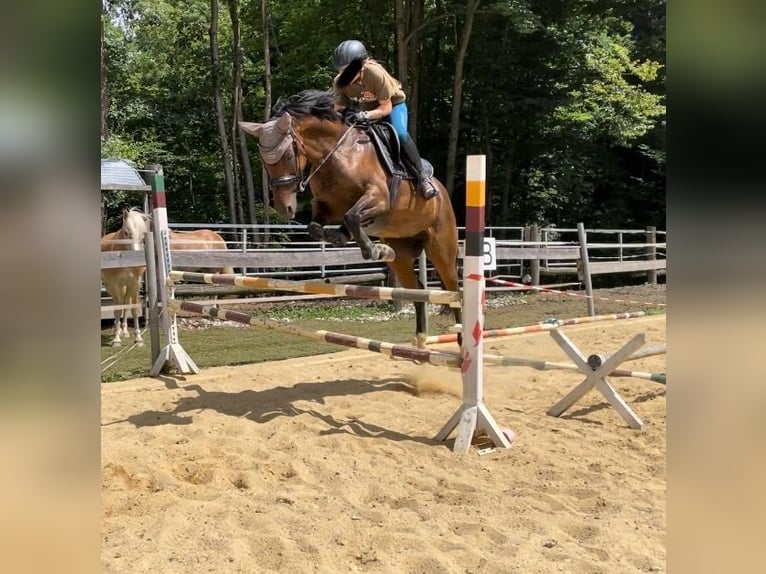 Austrian Warmblood Mare 11 years 15,2 hh Brown in Steinakirchen