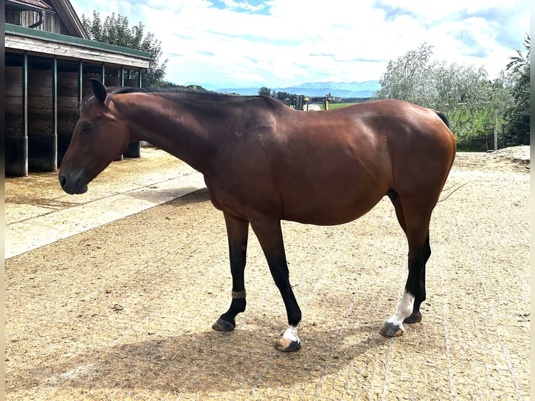 Austrian Warmblood Mare 11 years 15,2 hh Brown in Manning