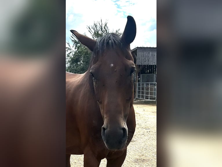 Austrian Warmblood Mare 11 years 15,2 hh Brown in Manning