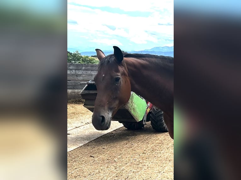 Austrian Warmblood Mare 11 years 15,2 hh Brown in Manning