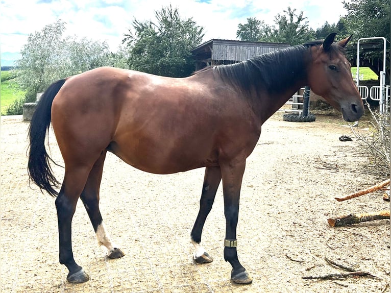 Austrian Warmblood Mare 11 years 15,2 hh Brown in Manning