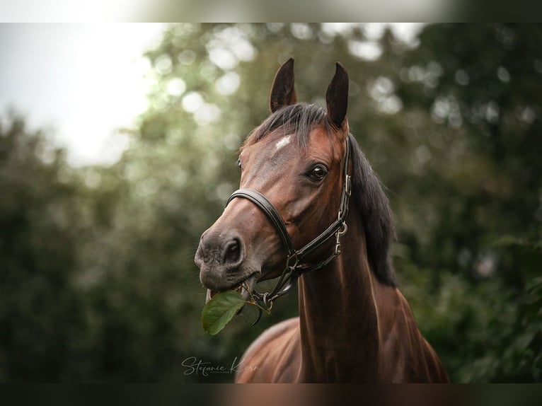 Austrian Warmblood Mare 11 years 15,3 hh Brown in Gallneukirchen