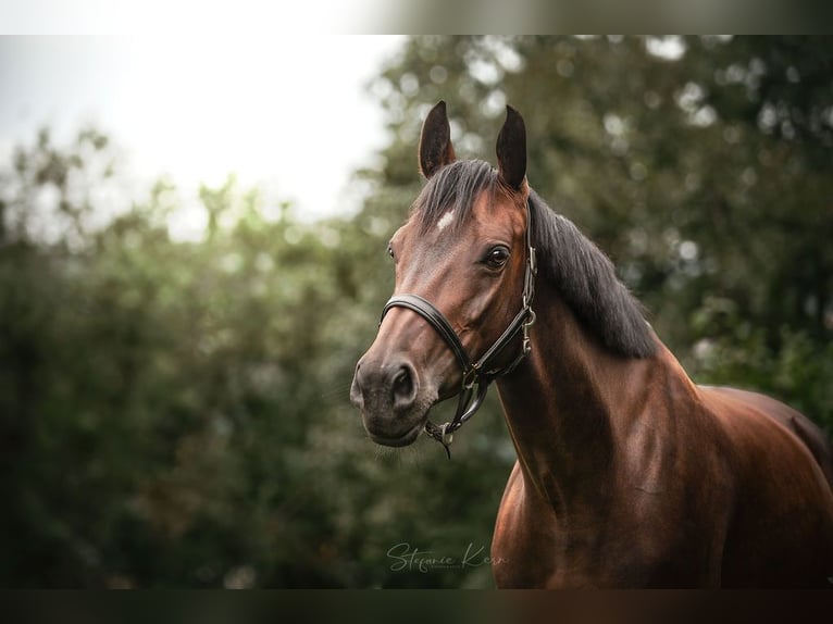 Austrian Warmblood Mare 11 years 15,3 hh Brown in Gallneukirchen