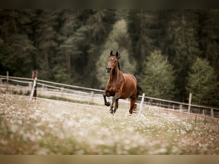 Austrian Warmblood Mare 11 years 15,3 hh Brown in Gallneukirchen