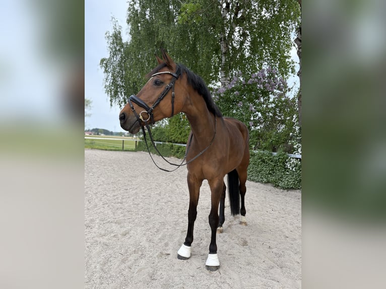 Austrian Warmblood Mare 11 years 16.1 hh Brown in Vilsbiburg