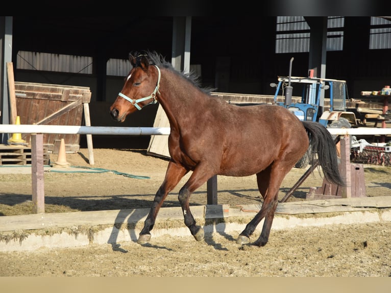 Austrian Warmblood Mare 11 years 16 hh Brown in Gramastetten