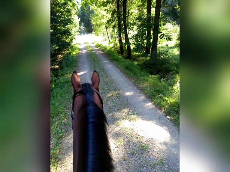 Austrian Warmblood Mare 11 years 16 hh Brown in Leopoldsdorf