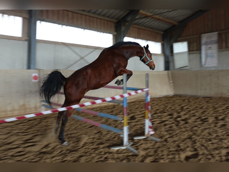 Austrian Warmblood Mare 11 years 16 hh Brown in Lichtenberg