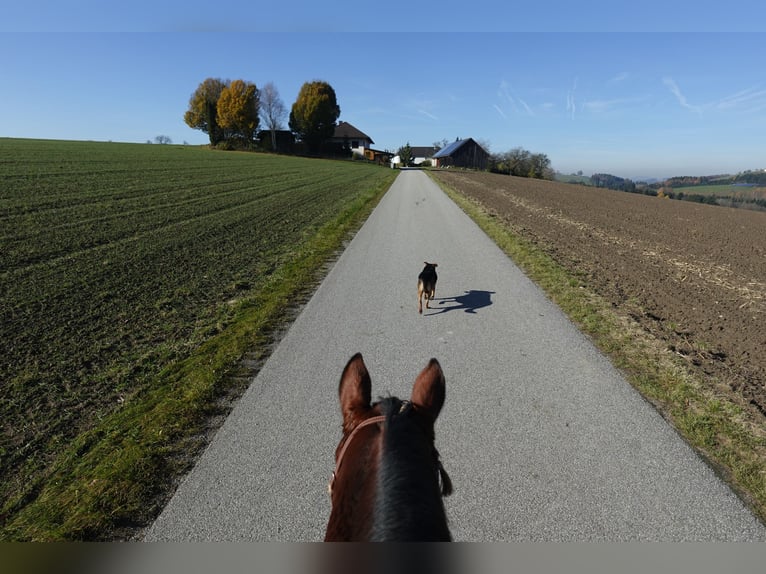 Austrian Warmblood Mare 11 years 16 hh Brown in Lichtenberg