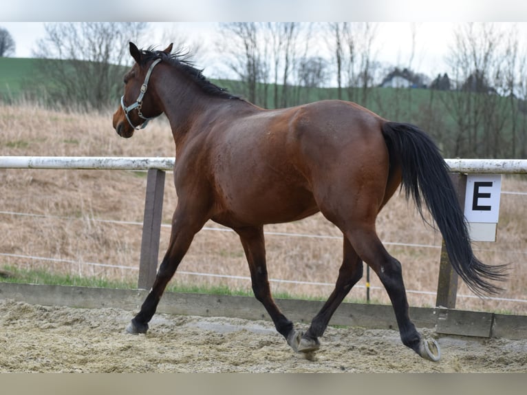 Austrian Warmblood Mare 11 years 16 hh Brown in Lichtenberg